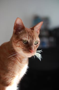 Close-up portrait of a ginger cat with green eyes and bright whiskers indoors.